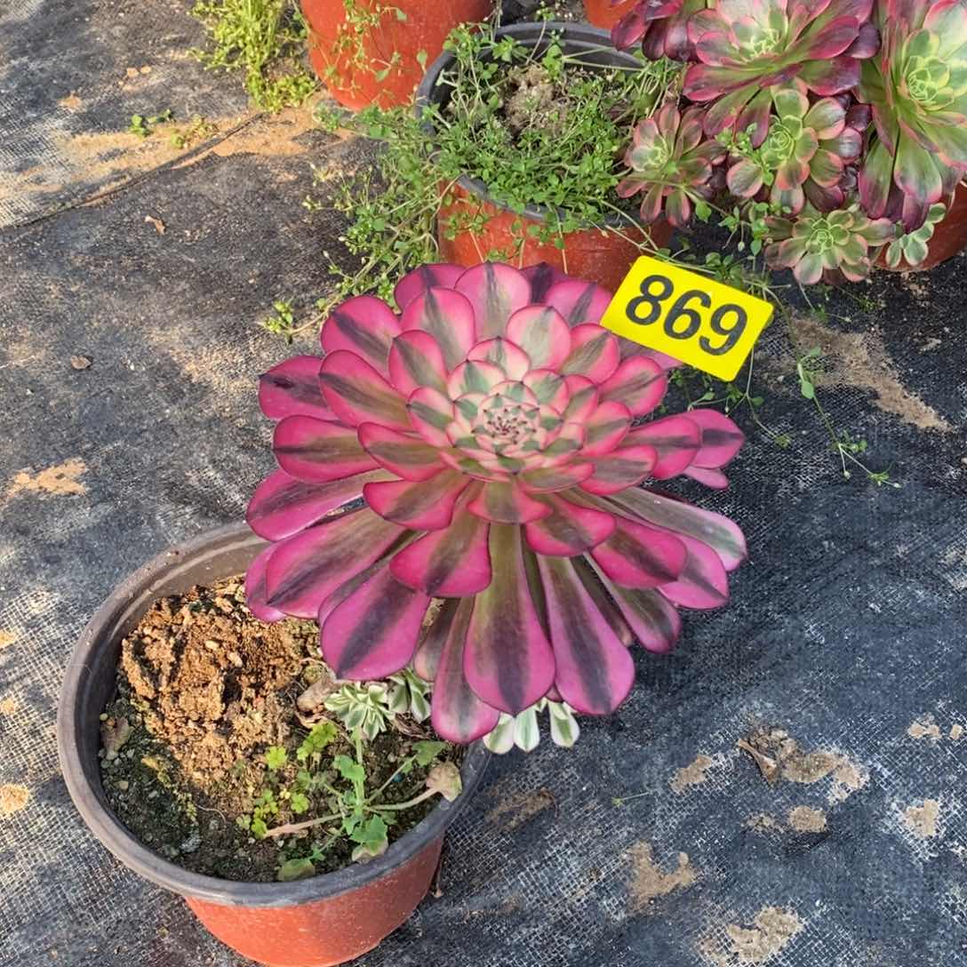 黑同白多肉法师869