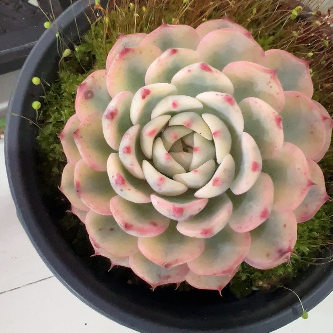 颖***子姬莲锦多肉植物锦