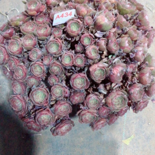 无花朵꧁****万圣节沙拉碗434号 ba