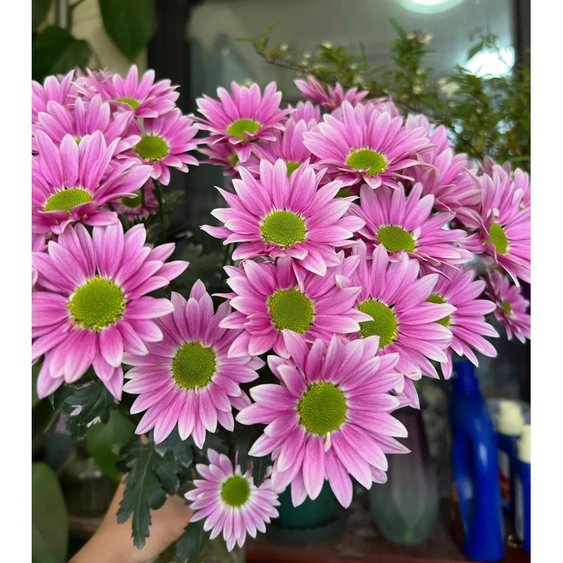 典韵 小雏菊（顺丰冷链）