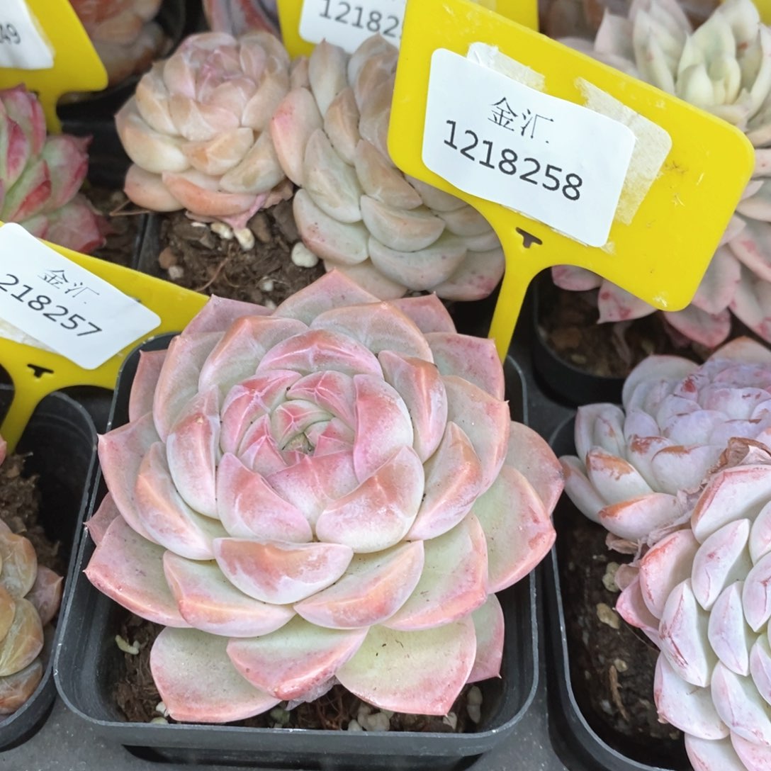 福利多多。1218258