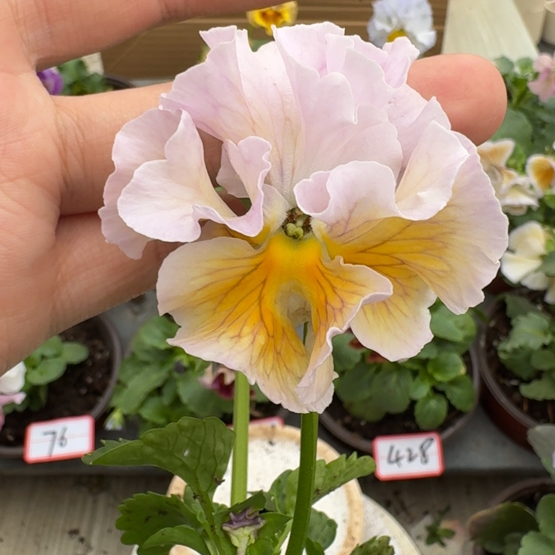 大部分花苞少量开放62