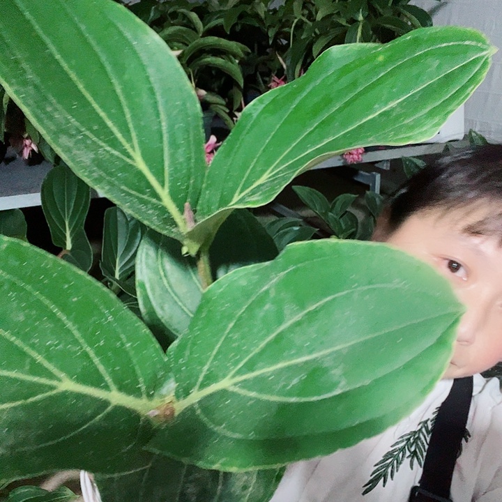 无花朵宝莲灯开花开花