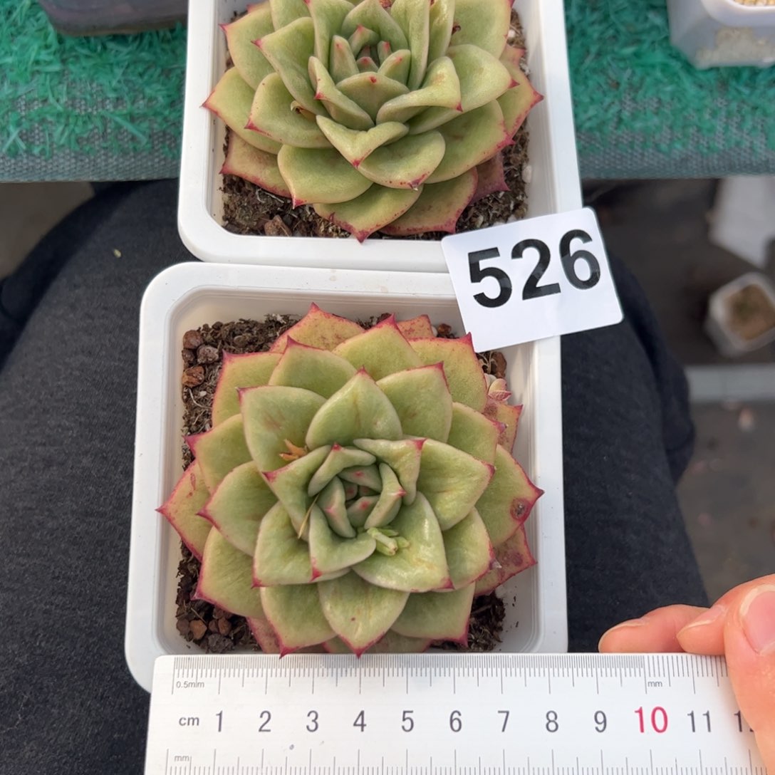 小***?526两个多肉植物组合盆栽