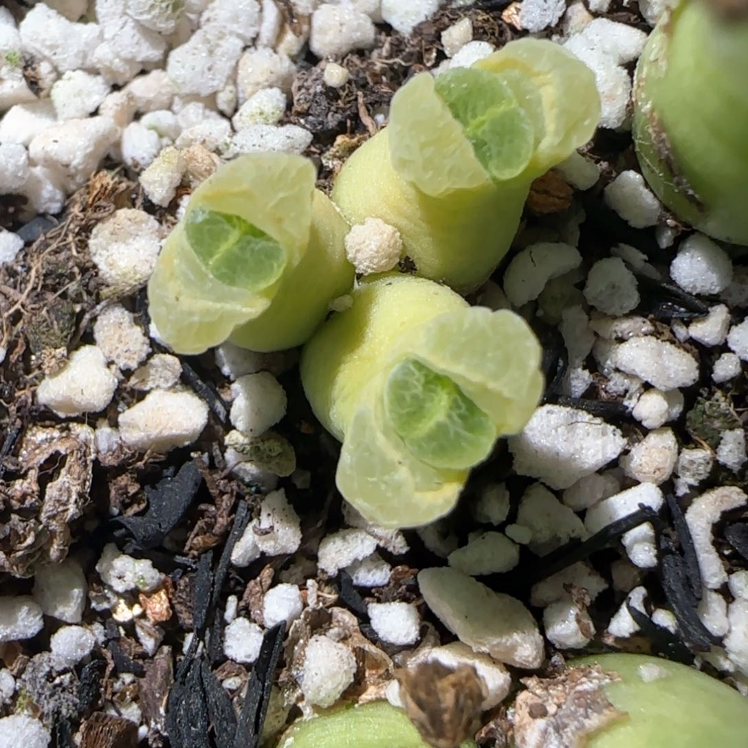 2.26，小三头奶瓶风铃.93，9020