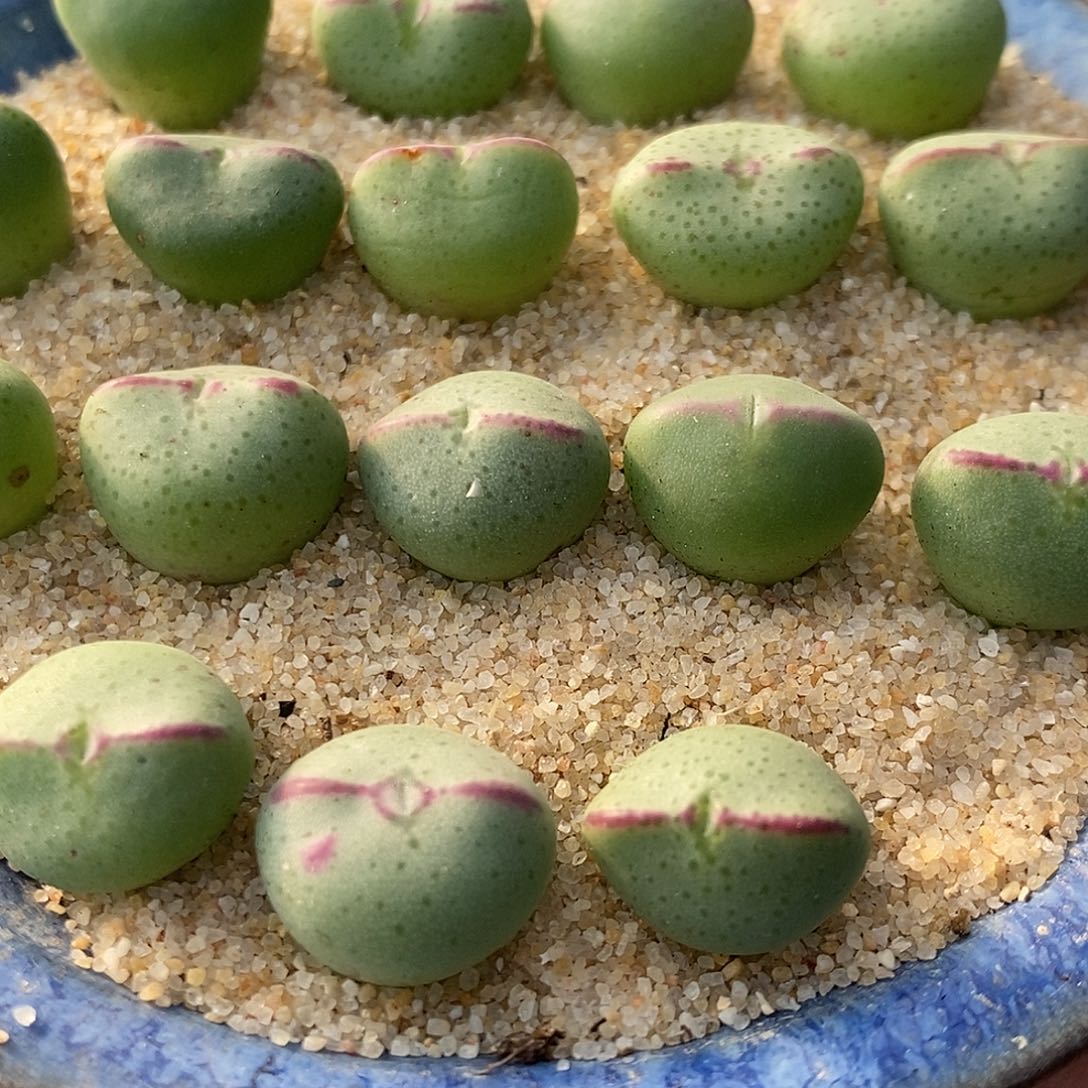 2771爱心少将一组。   