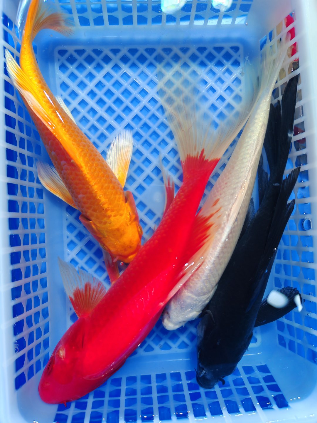 精品锦鲤鱼 白金  15cm