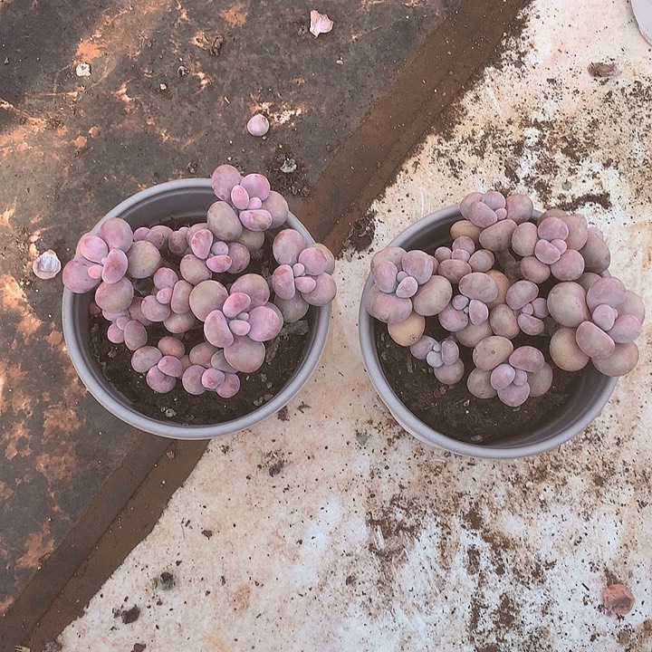 王***头璐璐利润来咯哦哦哦哦哦