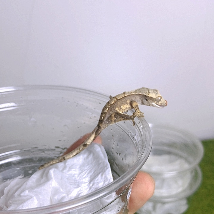 睫角守宫超黑底奶油870000