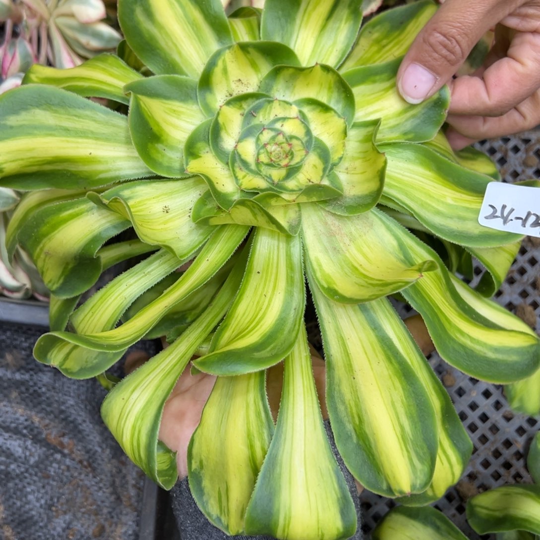 129暴君拉丝多肉植物