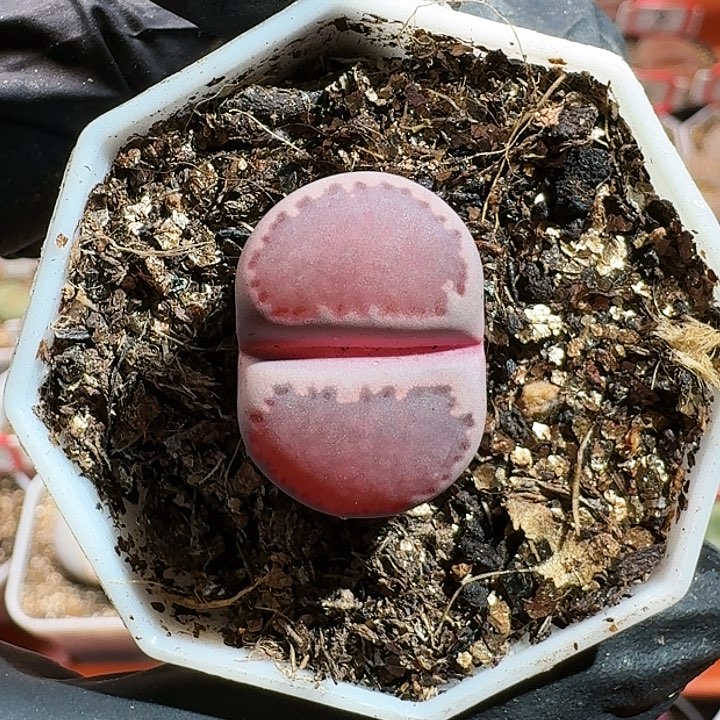 对*对生石花1111111。   583