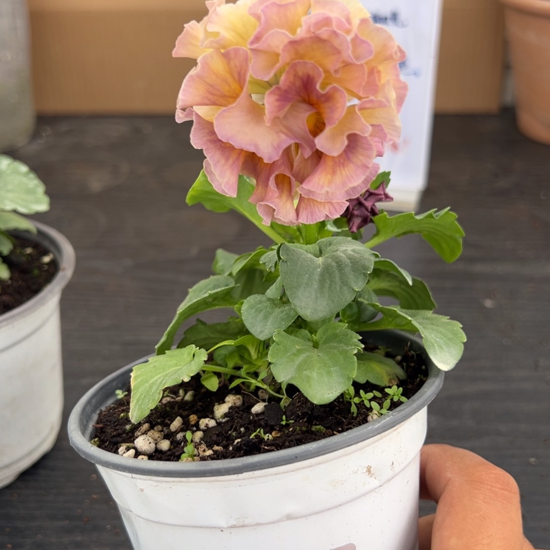 【闪购商品】完全开放040号