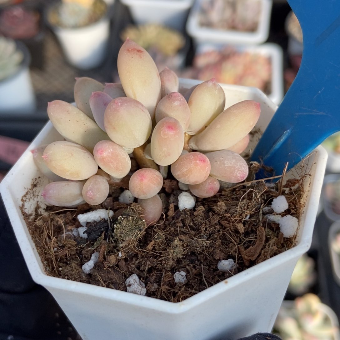 792糖豆奶多肉植物保护