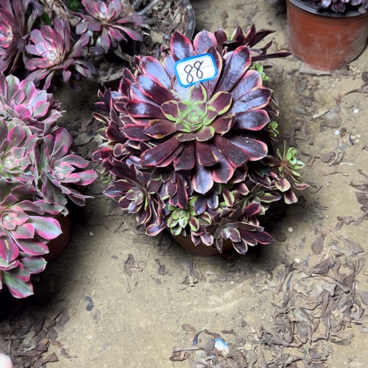 多肉植物欧佳丽法师88