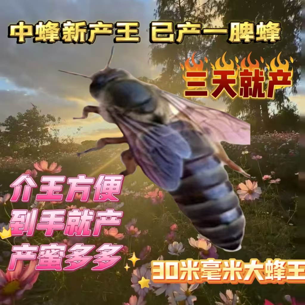 【包活到手】中蜂蜂王处王交尾阿坝长白山双色土蜂王种王