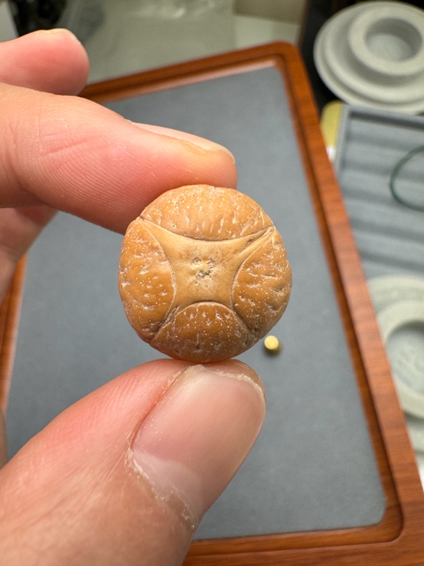 20.8*15.3厚度，树王麒麟眼菩提凤眼三通佛头，非质量问题开孔不退