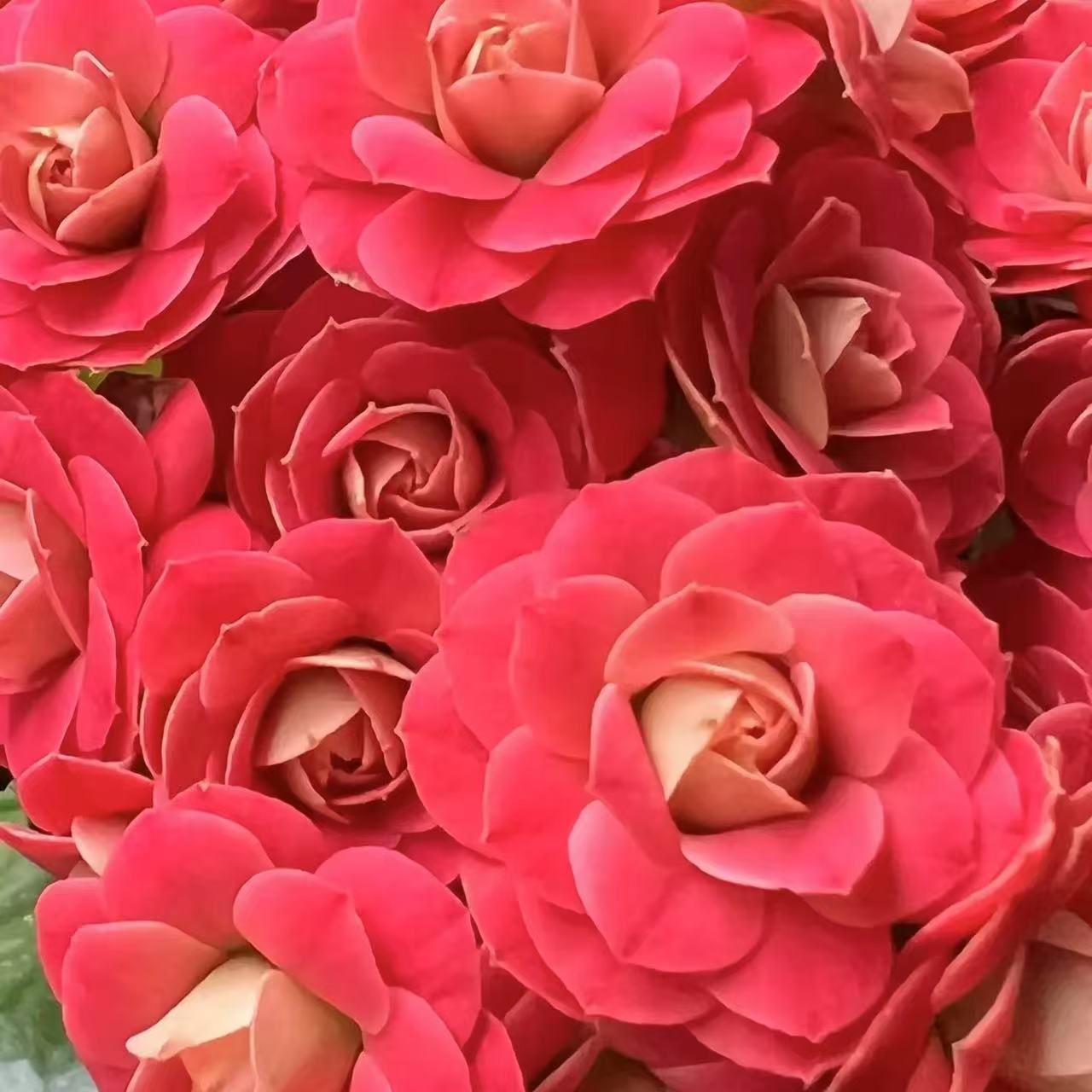 花溪【直播展示为准，110盆】美观淡雅带花苞鲜花客厅发货长寿花