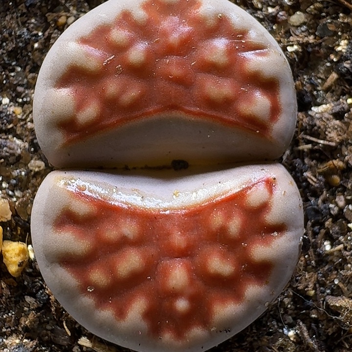 生石花111111。   203