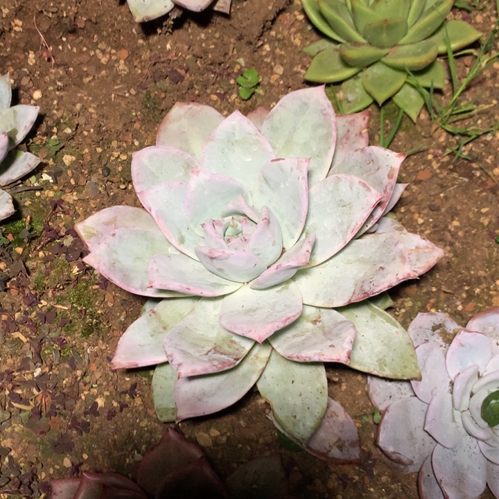 康***每周特价活动开始啦