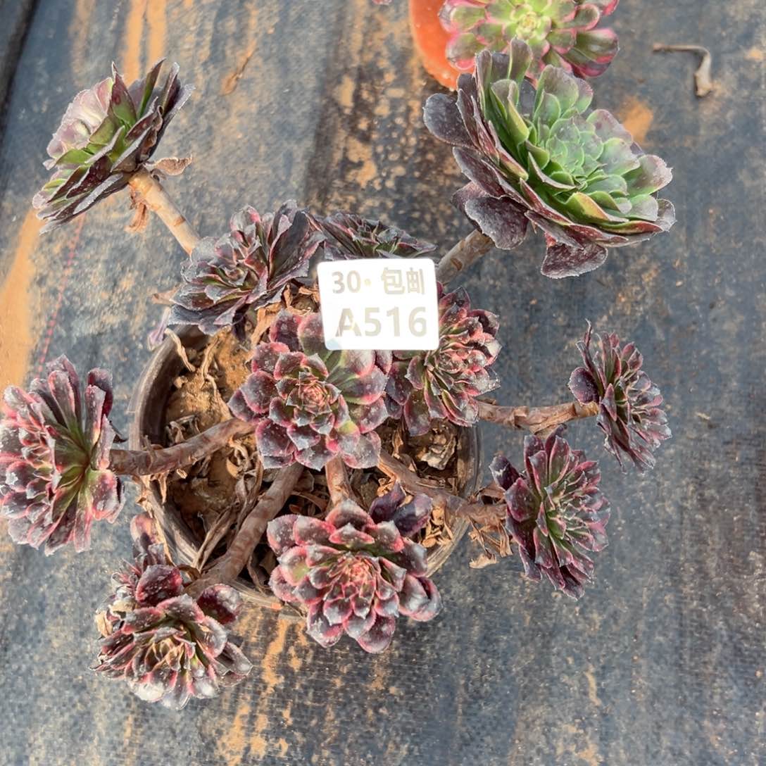 云*516 多肉断枝不包