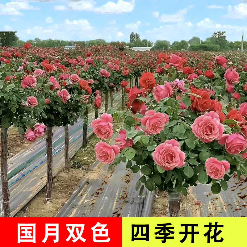 高杆树桩月季花卉美观大方特大花庭院种植多季开花好养活