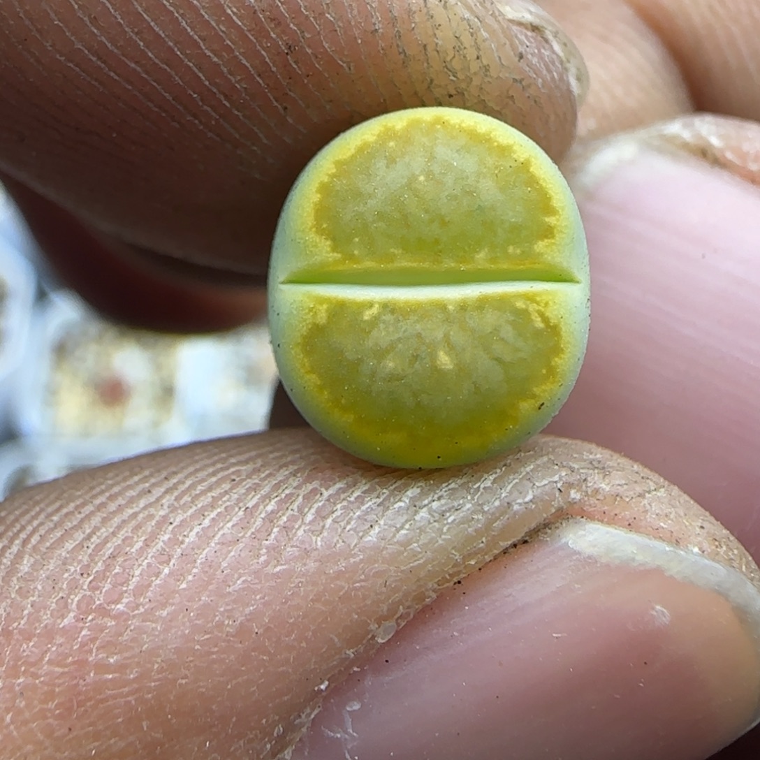 825 生石花大棚直播