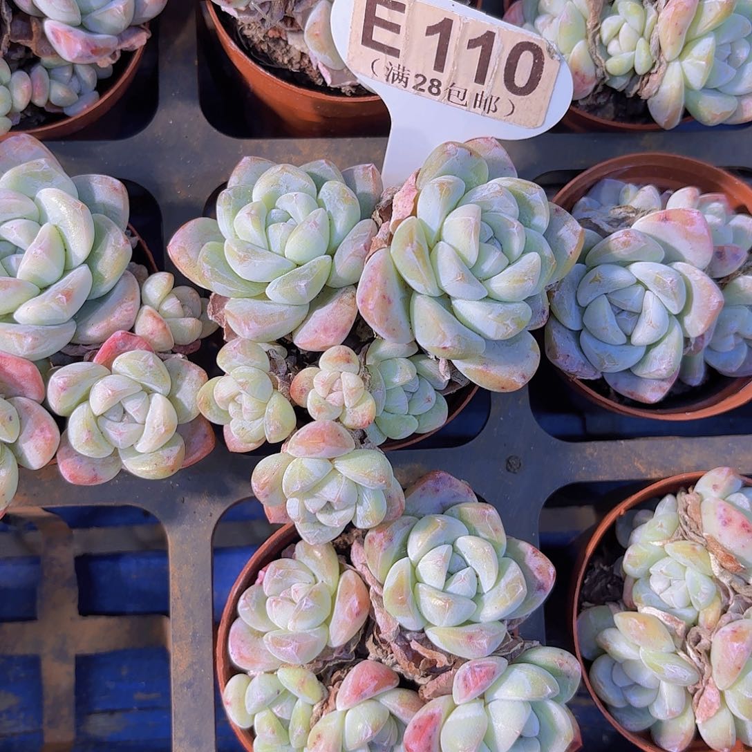 E110冰玉一物一拍