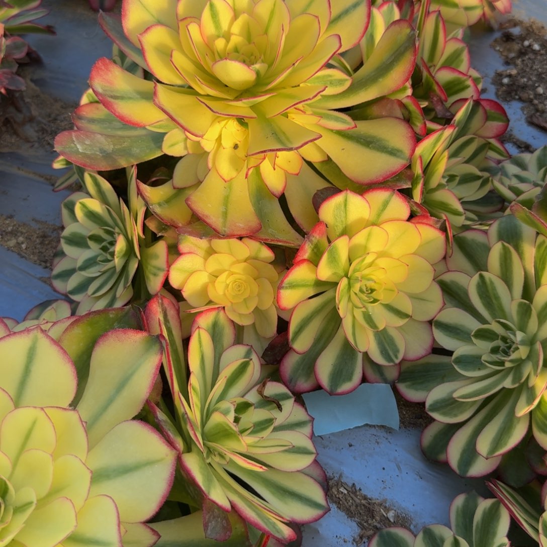 4***9121荔枝。多肉植物