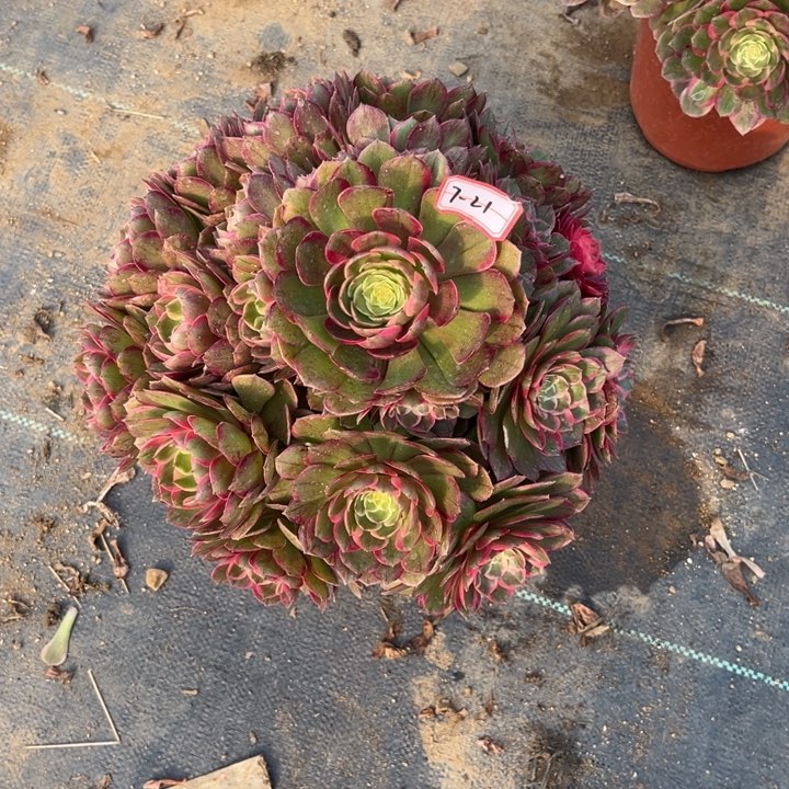 7-22粉花妖多肉植物