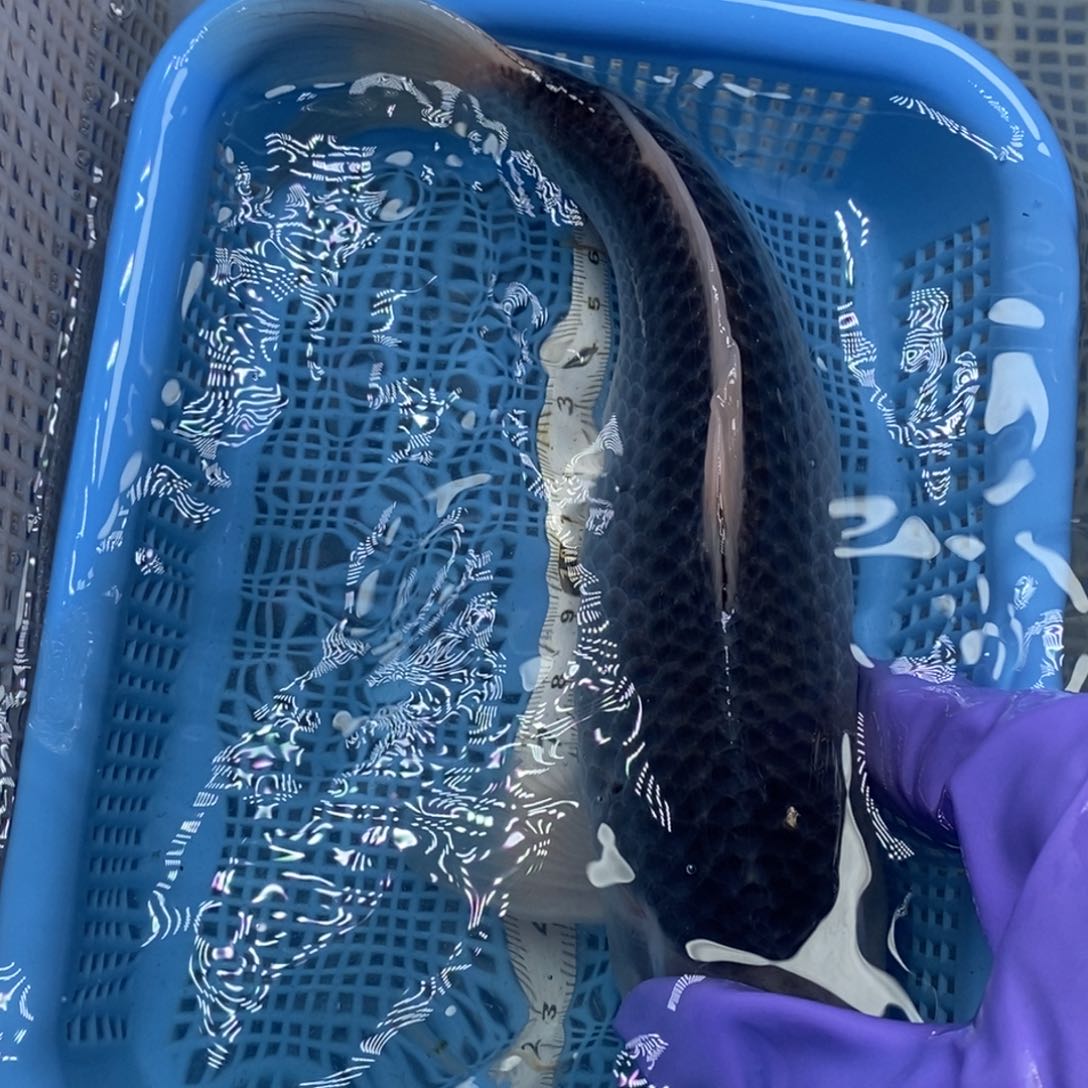 锦鲤冷水锦鲤包邮