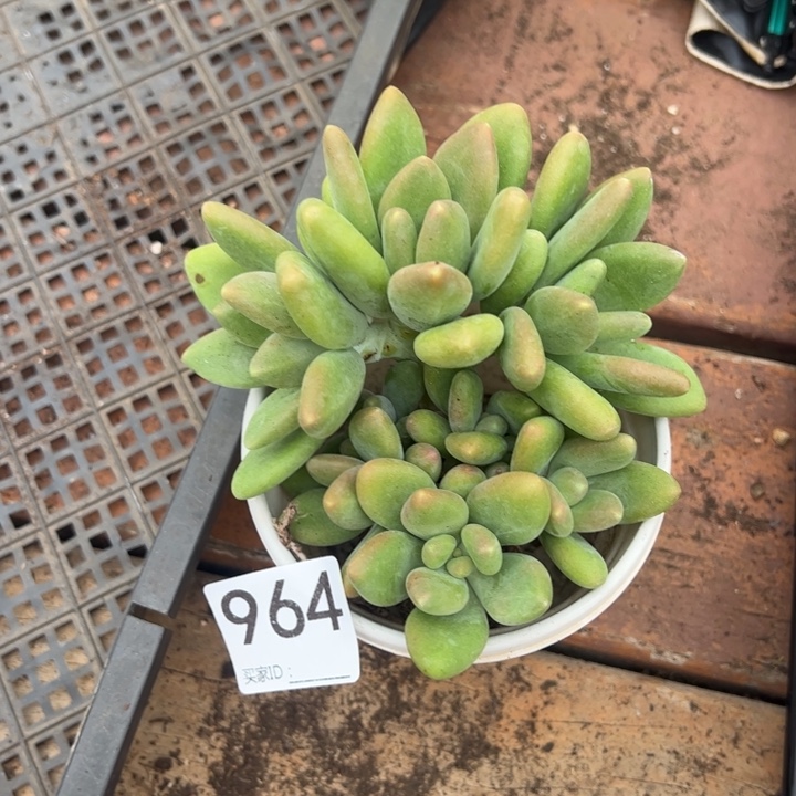 10号链接芒果奶整无砍