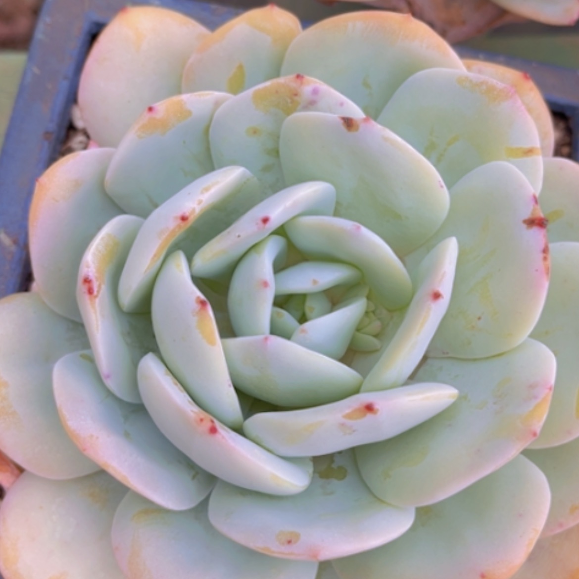 【闪购商品】奶茶1649