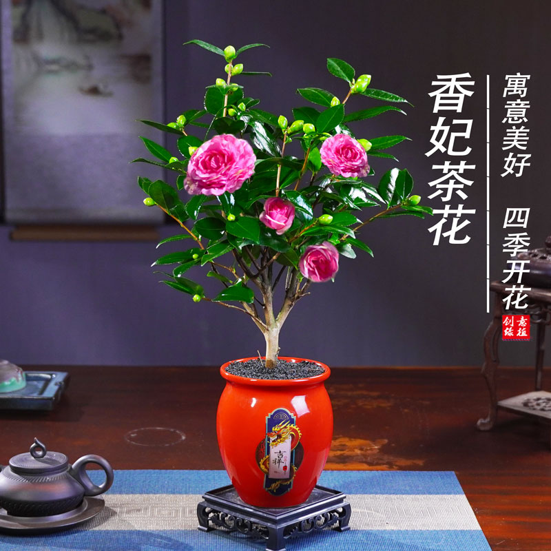 【带花苞发货】香妃山茶花盆栽客厅阳台庭院耐寒耐热观赏四季长青