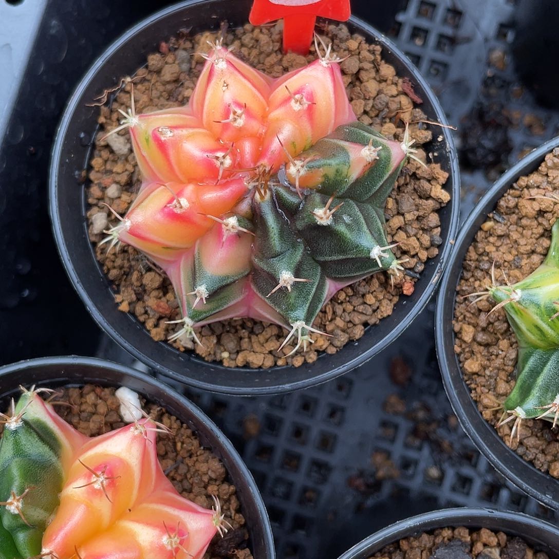 1-38米哈锦4.8厘米