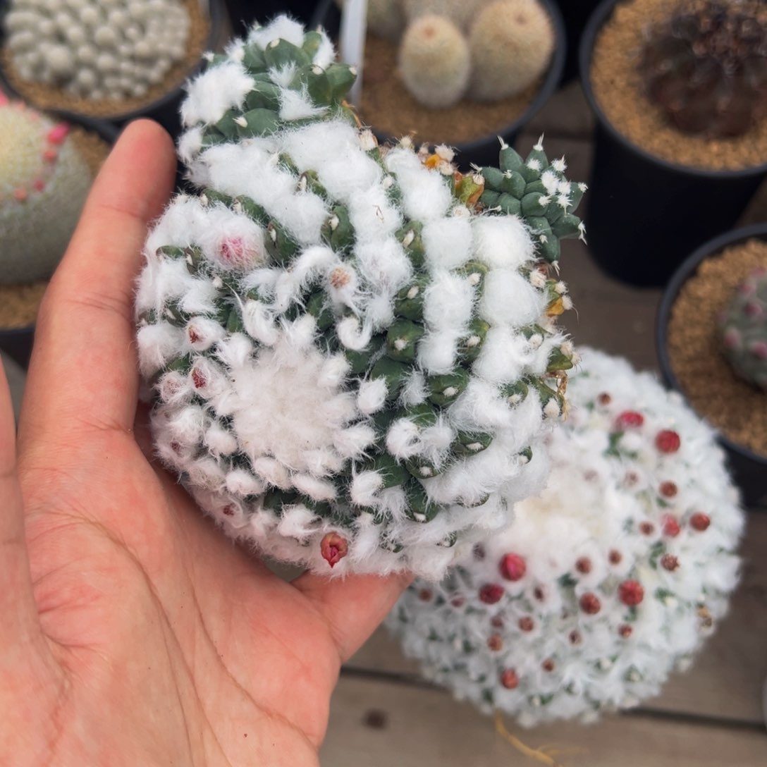 310实生根多肉植物裸根发货