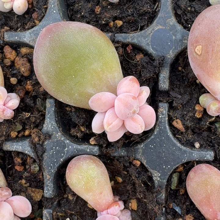 风***云刚果奶 叶插  一物一拍