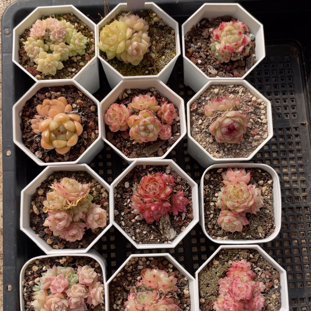 不包整散 盆子不售后0916