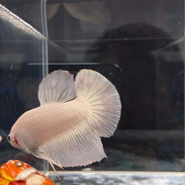 斗鱼黑103号巨斗将军