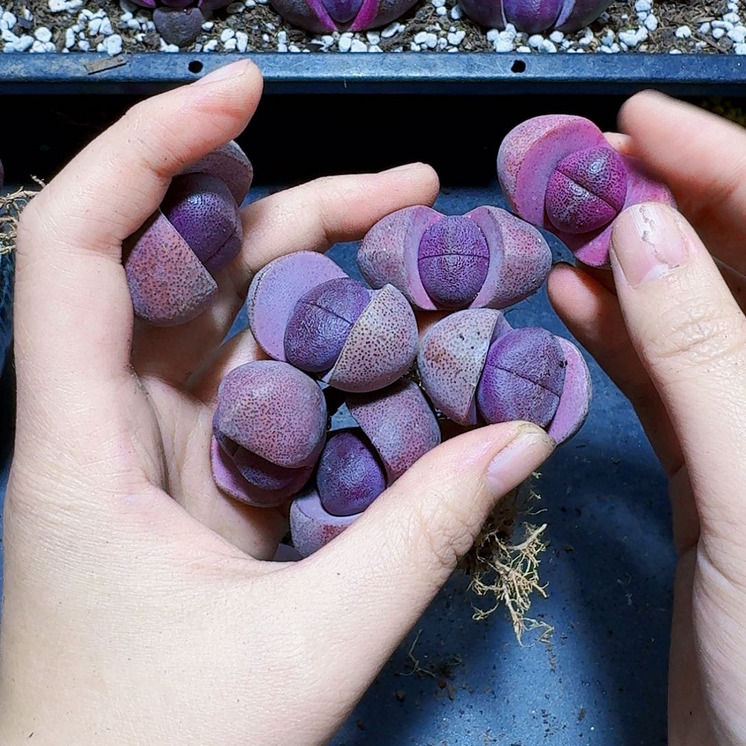 一物一拍紫元宝其中的一颗紫色