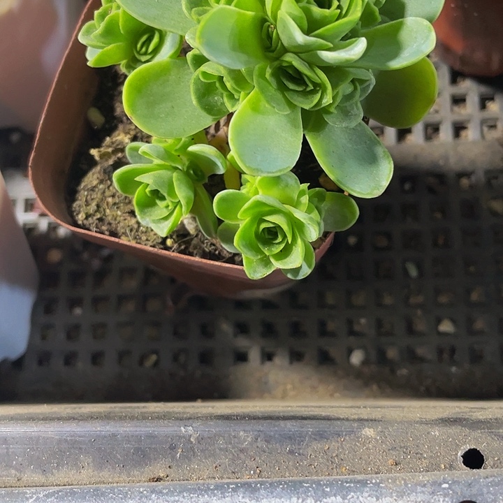 山地玫瑰2.5带盆