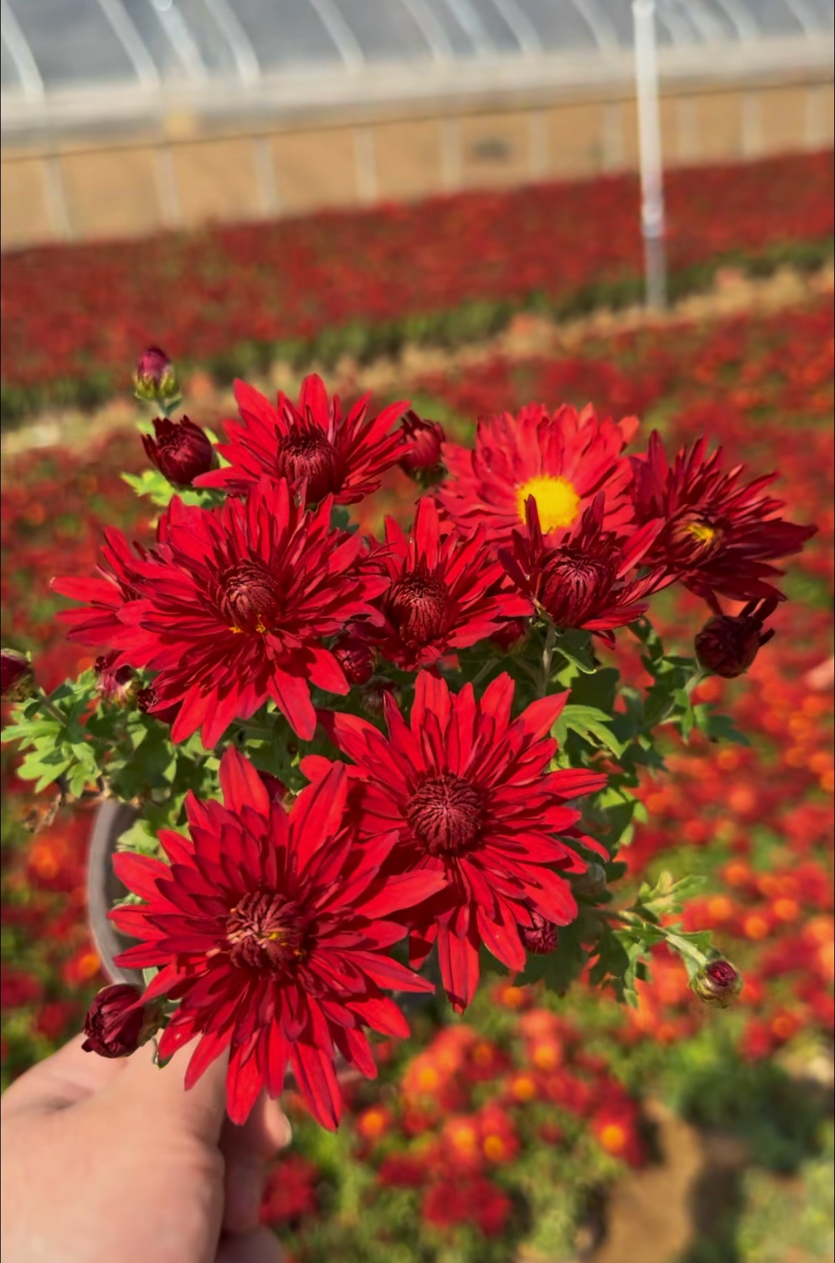 中国菊盆栽多头菊花苗耐寒易活千头菊花阳台绿植好养活