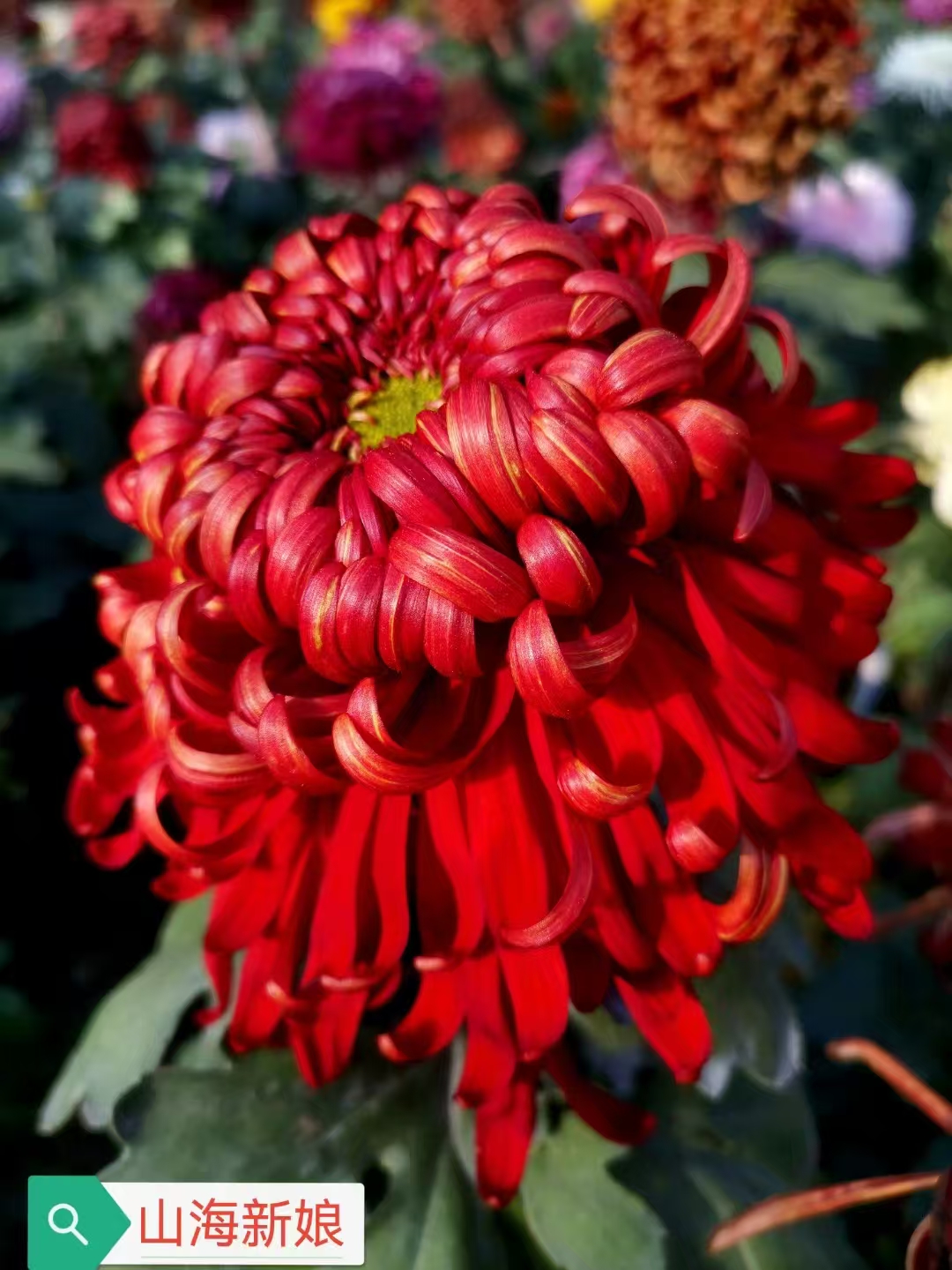 【山海新娘】三棵九月大菊花小苗稀有品种花期长耐热耐寒易养活喜阳