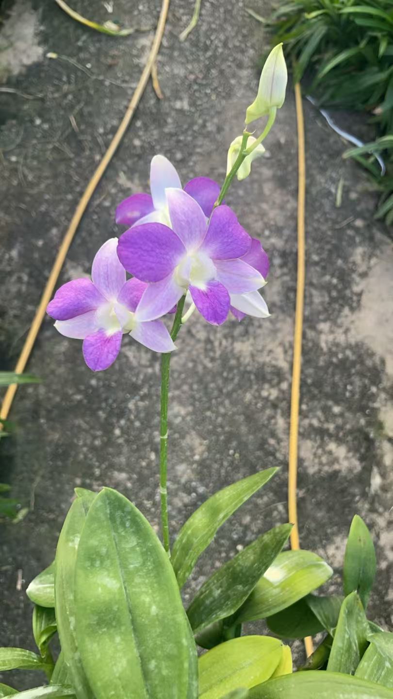 泰秋（紫云茸）盆栽兰花/无花苗