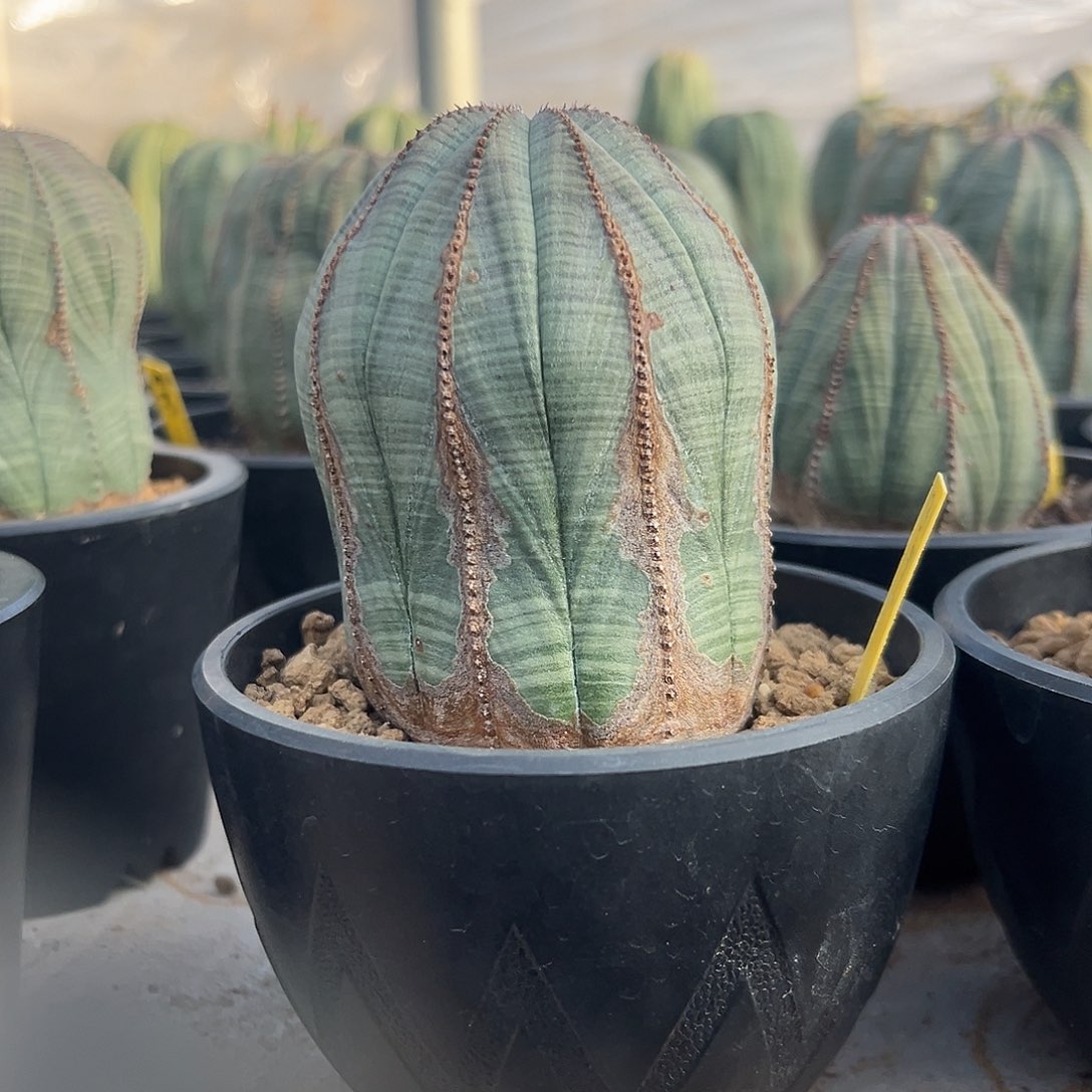 完全开放欧系布纹球gggg