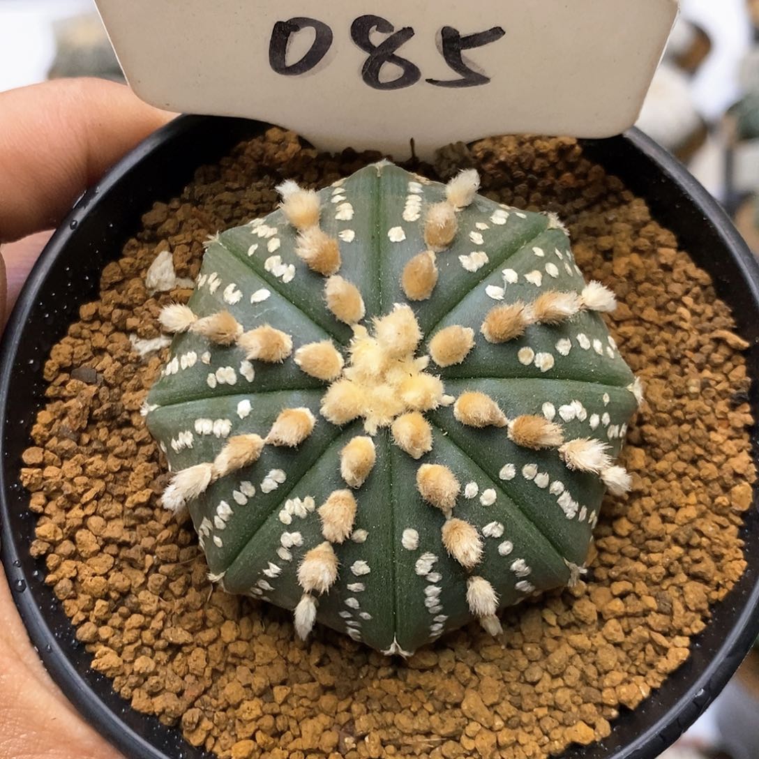 085福利特价咯福利特价咯