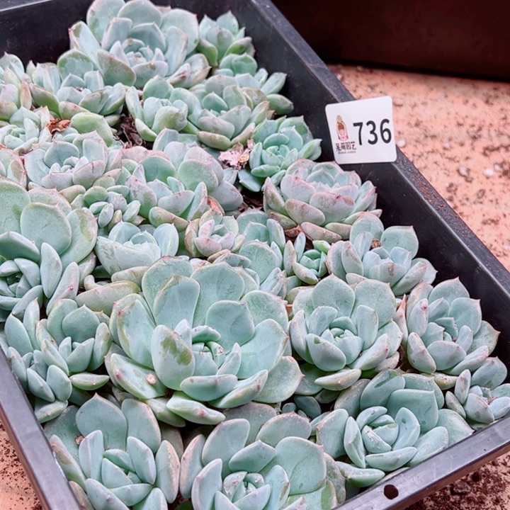 *****多肉植物多肉植物