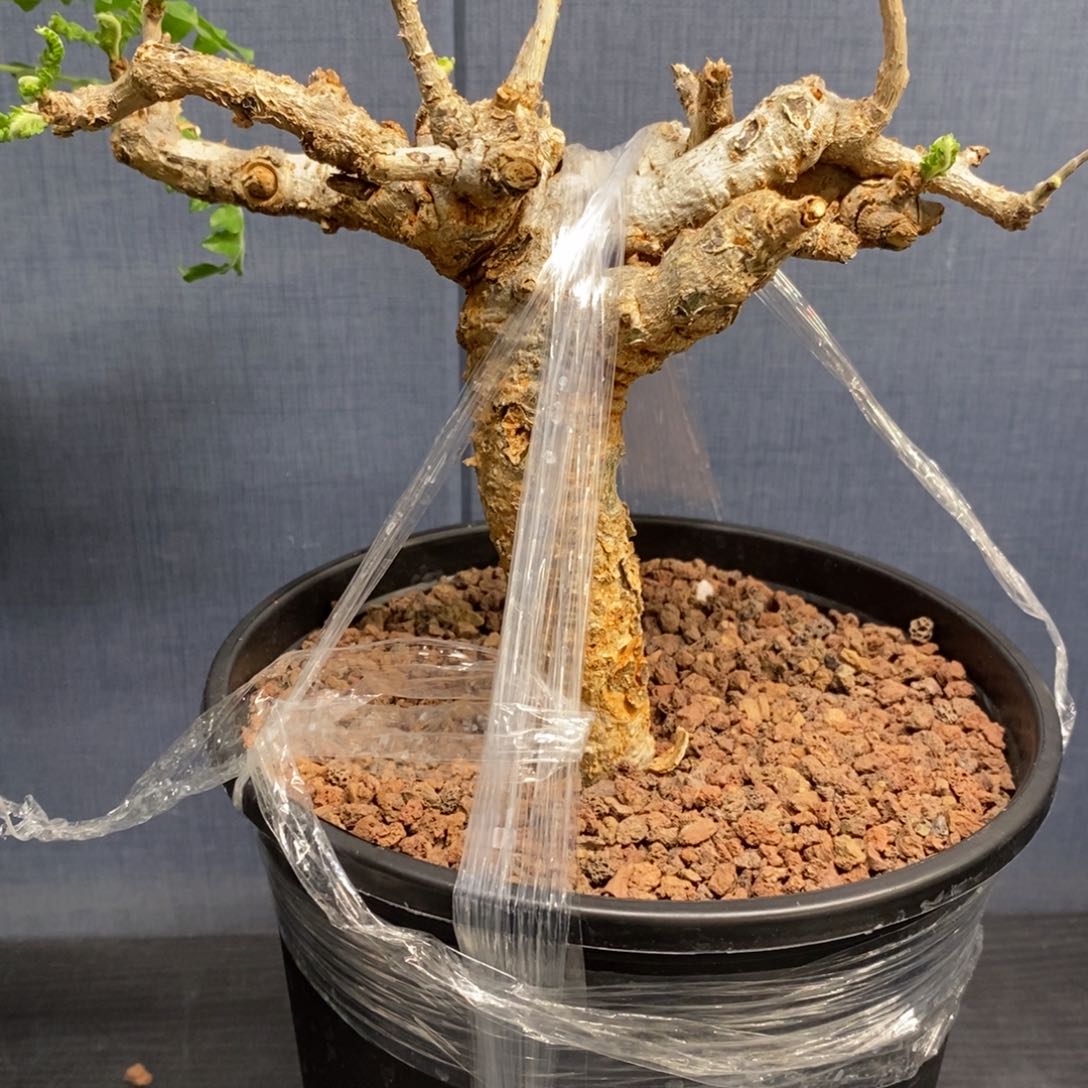 尼勒达乳香产地熟桩