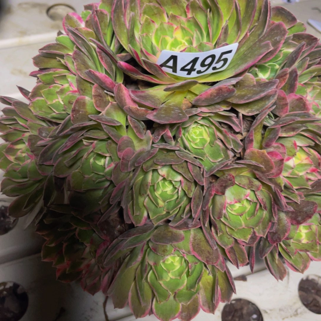 海燕法师7//////////5包邮