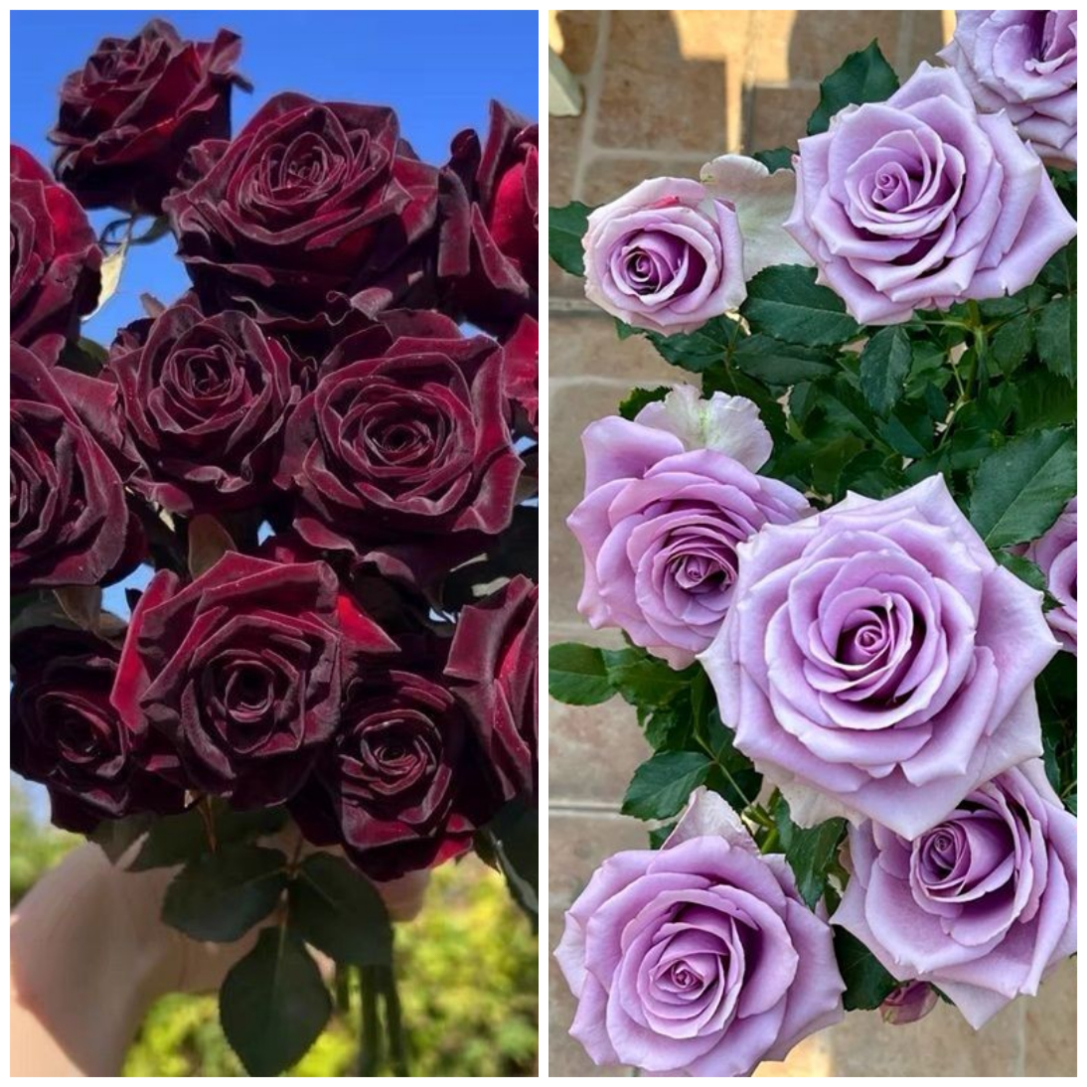 【黑巴克+紫霞仙子】切花玫瑰阳台庭院好养护抗病性强花卉绿植月季