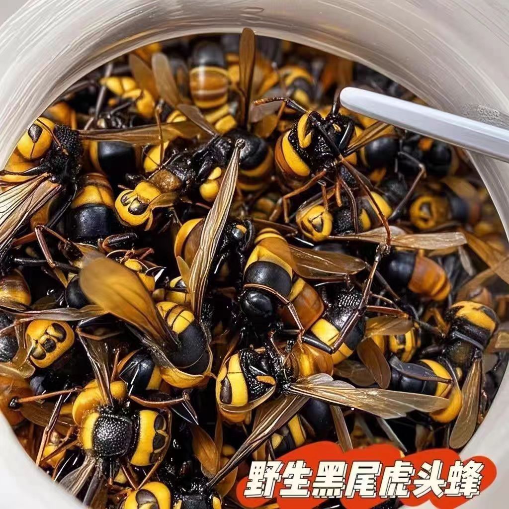 深山黑尾虎头蜂 中华老峰 优质诱蜂水原材料